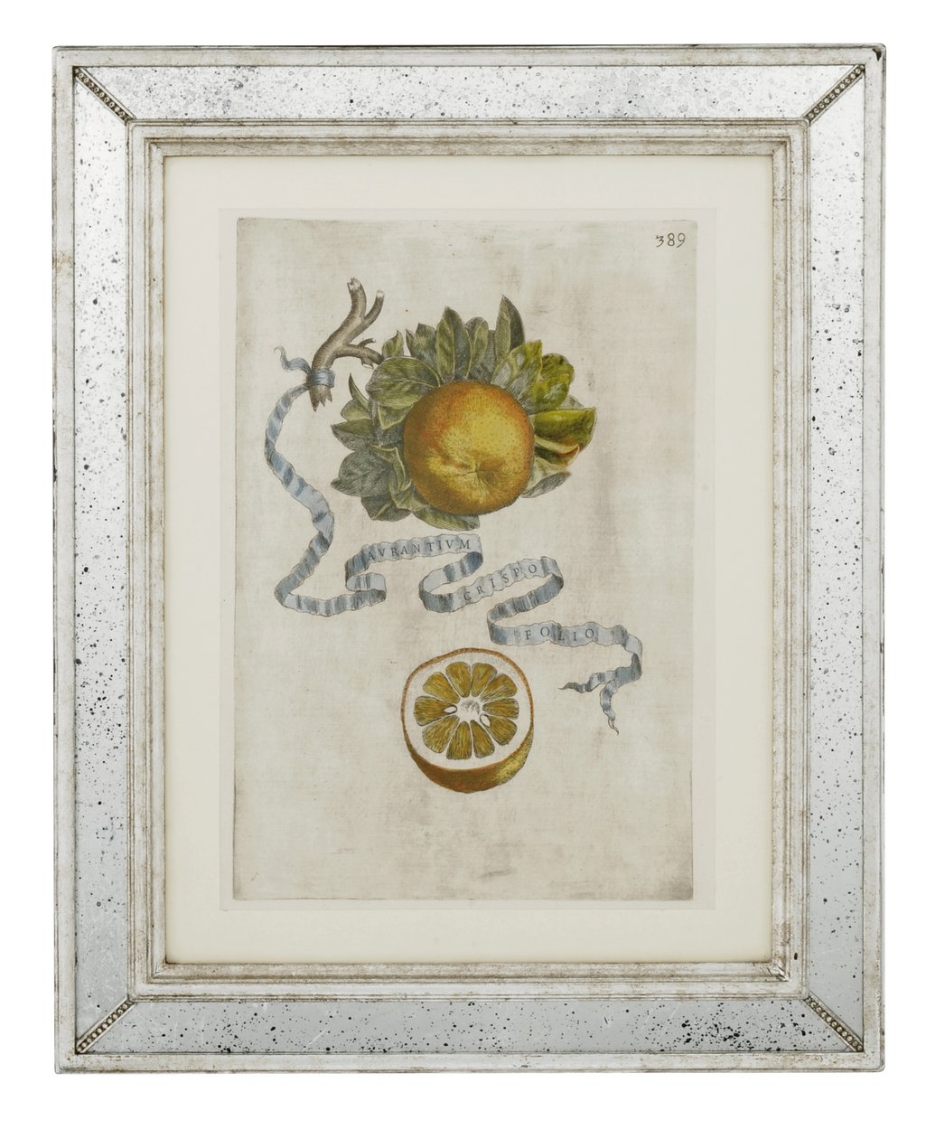 Stočený list oranžový, talíř 389 z „Hesperides sive de Malorum Aureorum Cultura et Usu Libri Quatuor“ od Giovanniho Battisty Ferrariho od Cornelis Bloemaert
