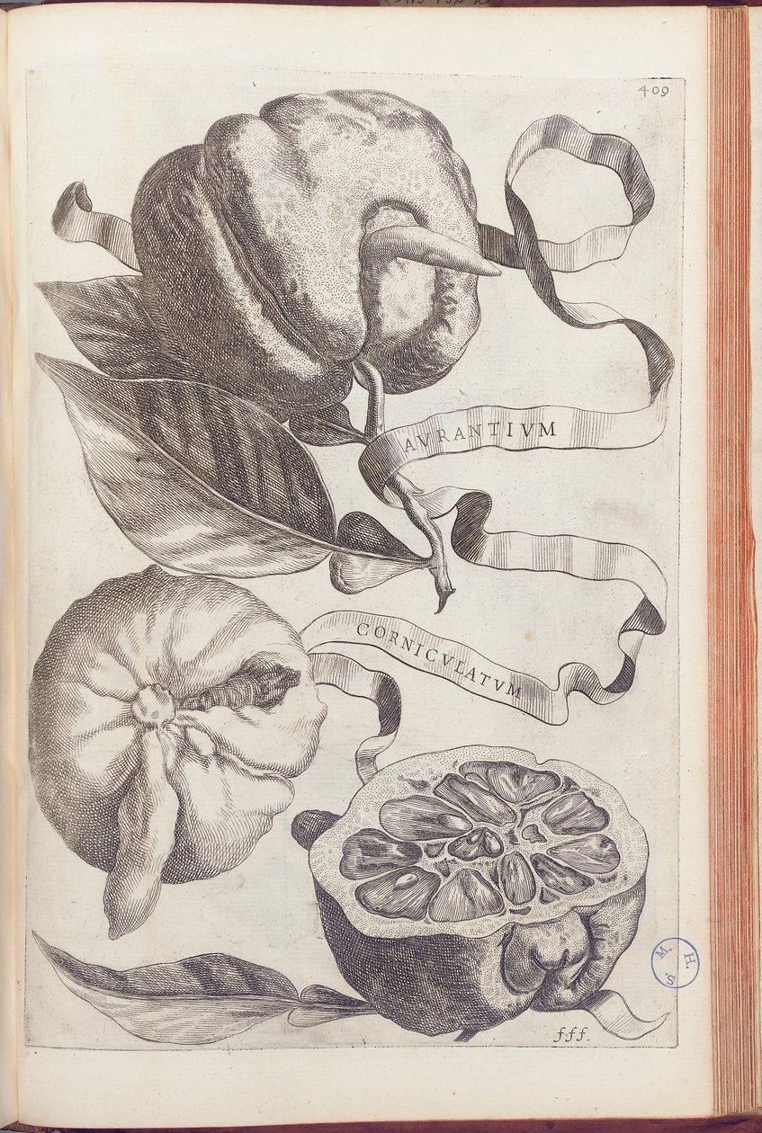 Rohatý pomeranč, deska 409 z „Hesperides or de Malorum Aureorum Cultura et Usu Libri quatuor“ od Giovanniho Battisty Ferrariho, 1646 od Cornelis Bloemaert