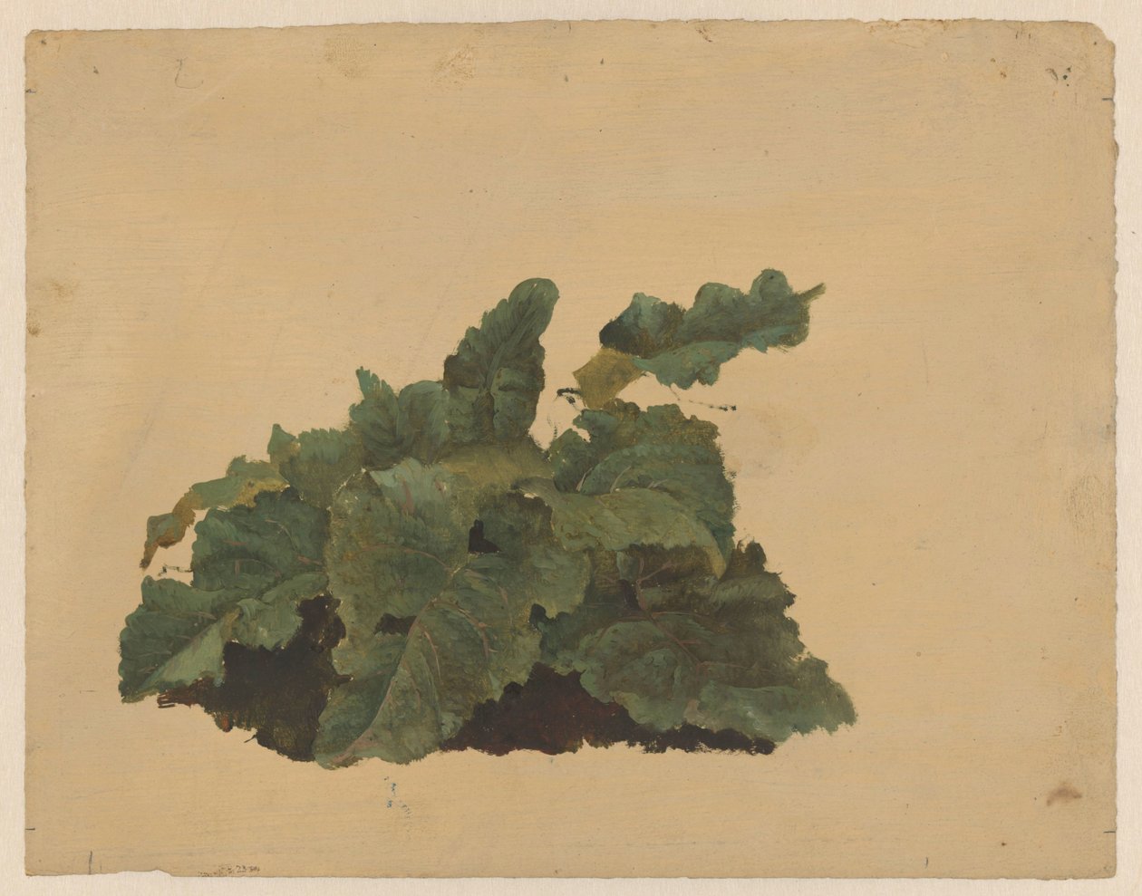 Listy rostliny podobné rebarboře od Cornelis Johannes de Vogel