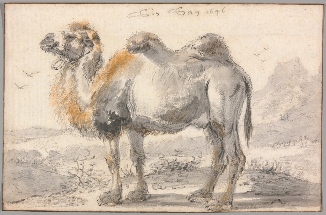 Velbloud od Cornelis Saftleven