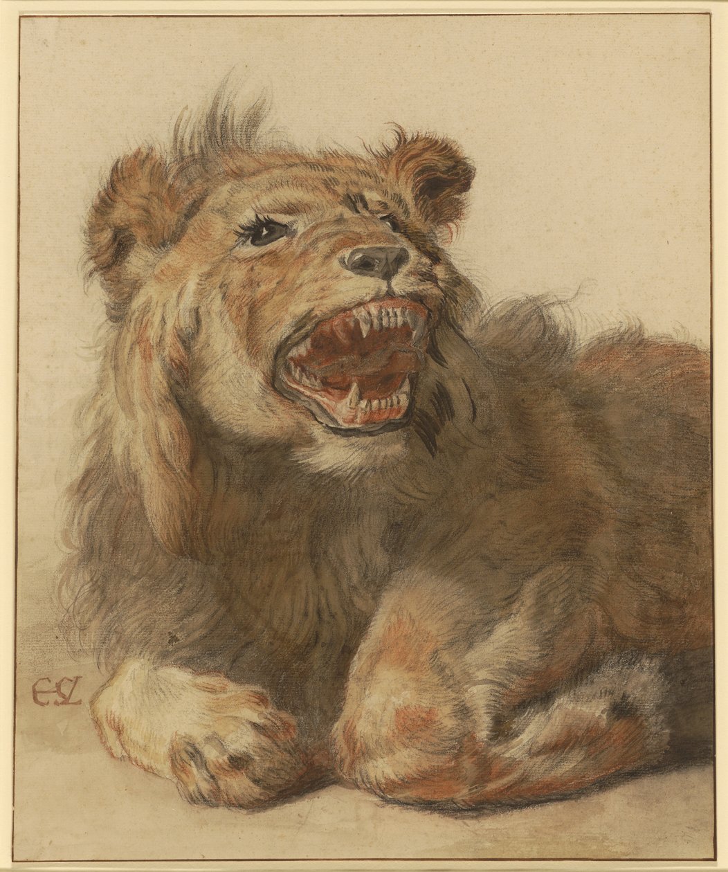 A Lion Snarling, cca 1625-33 (černá a červená křída s černými a hnědými odlesky) od Cornelis Saftleven