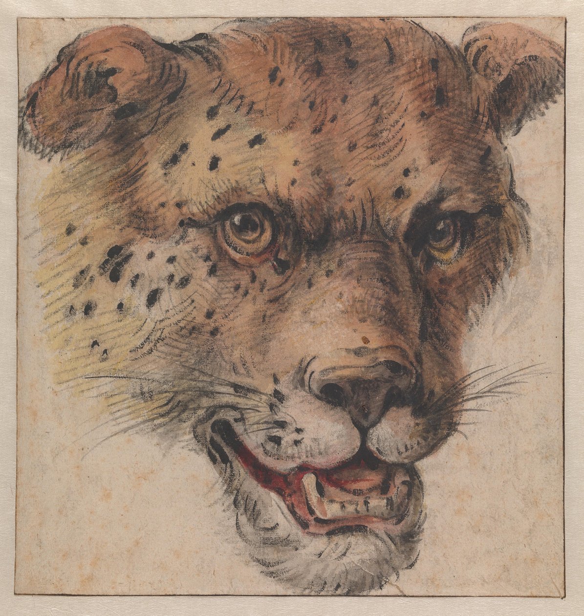 Hlava levharta od Cornelis Saftleven