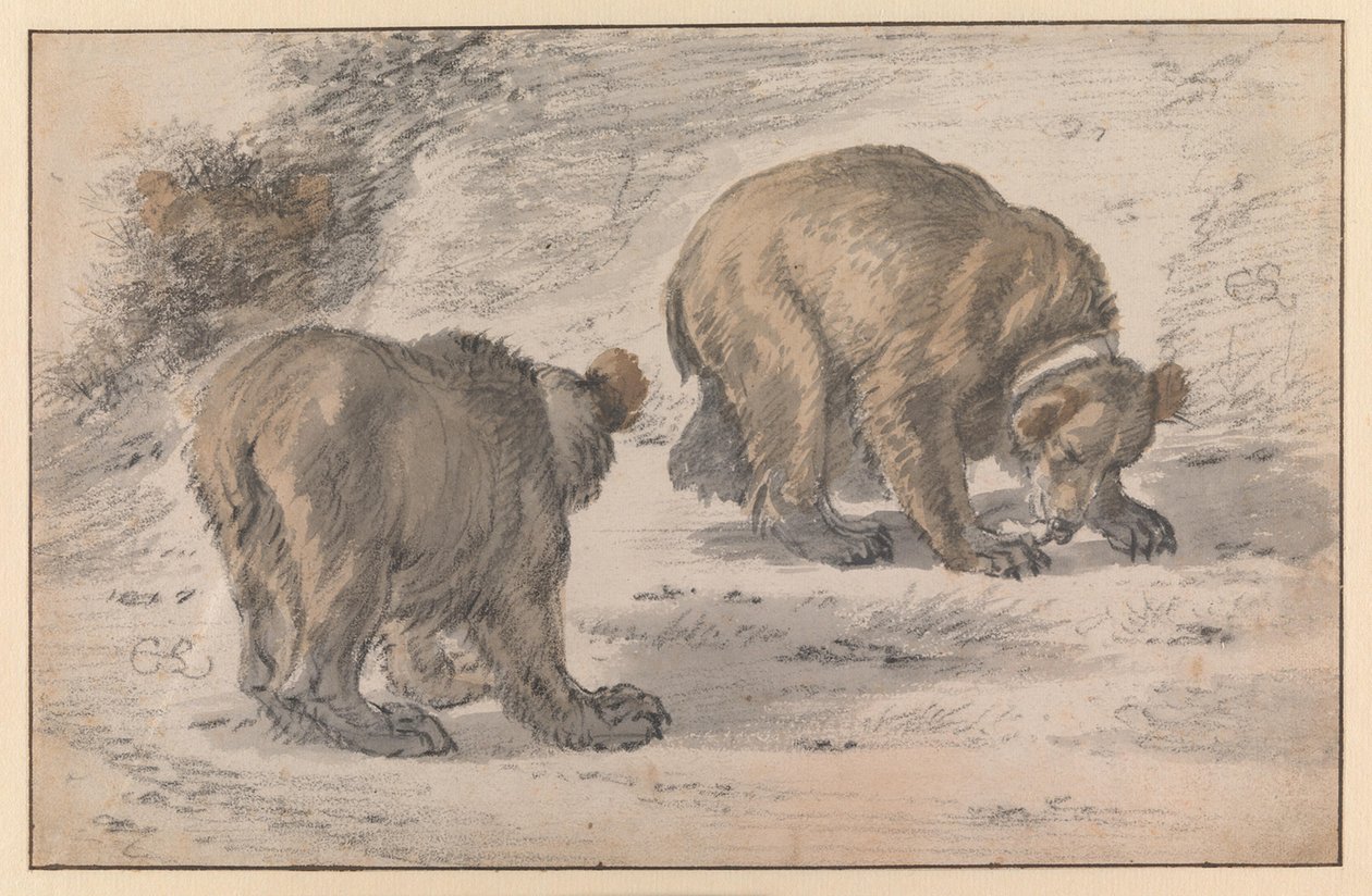 Medvěd v různých polohách od Cornelis Saftleven