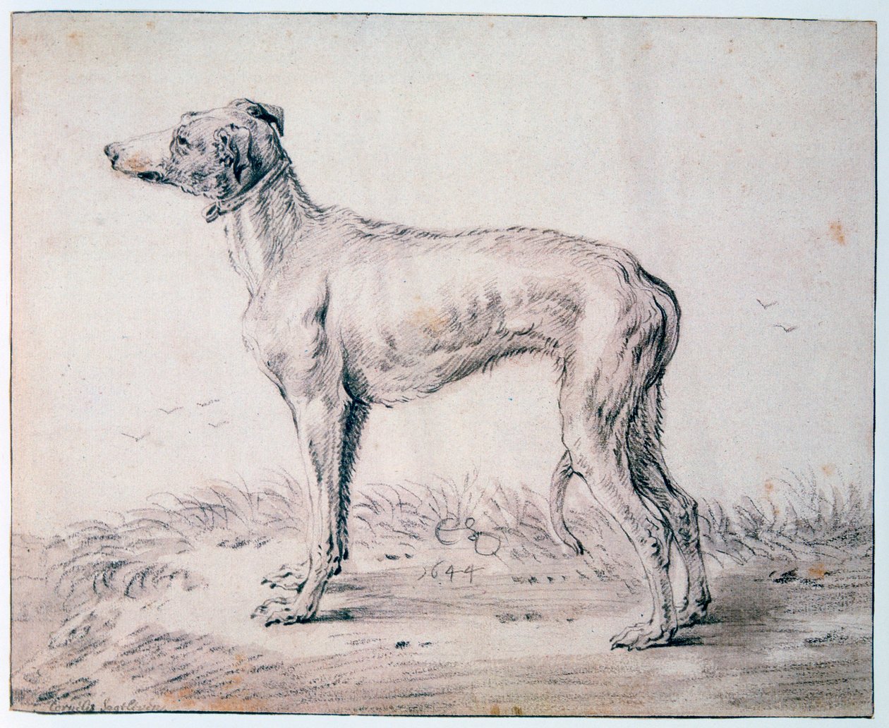 Greyhound, 1644 od Cornelis Saftleven