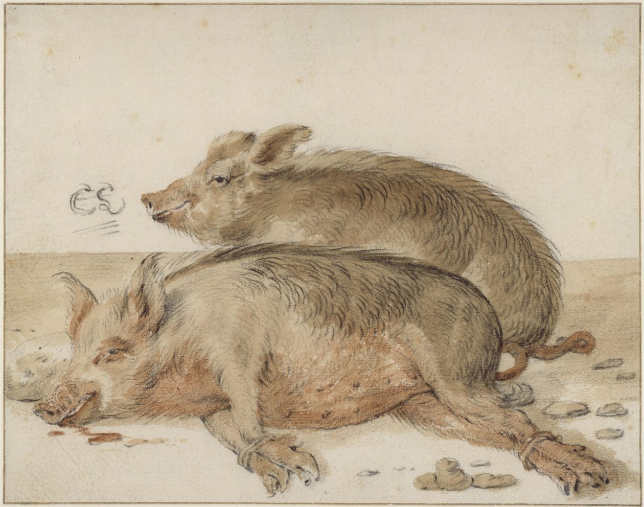Dvě prasata od Cornelis Saftleven
