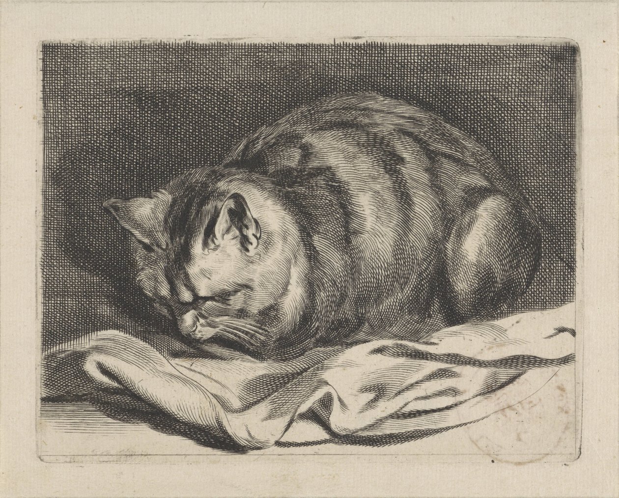 malá kočka od Cornelis Visscher (II)