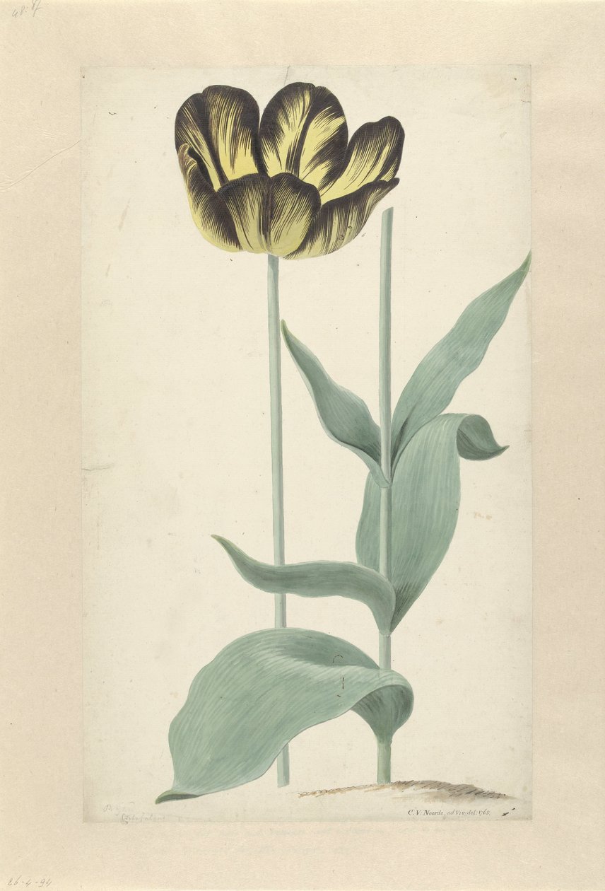 De tulp Bizard Catafalque Bizard Catafalque (název na objektu) od Cornelis van Noorde
