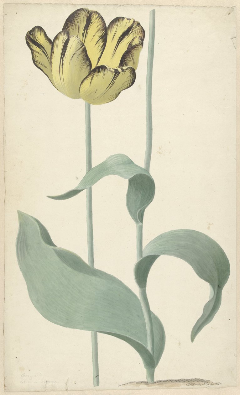 Autor tulp Bizard Louis d