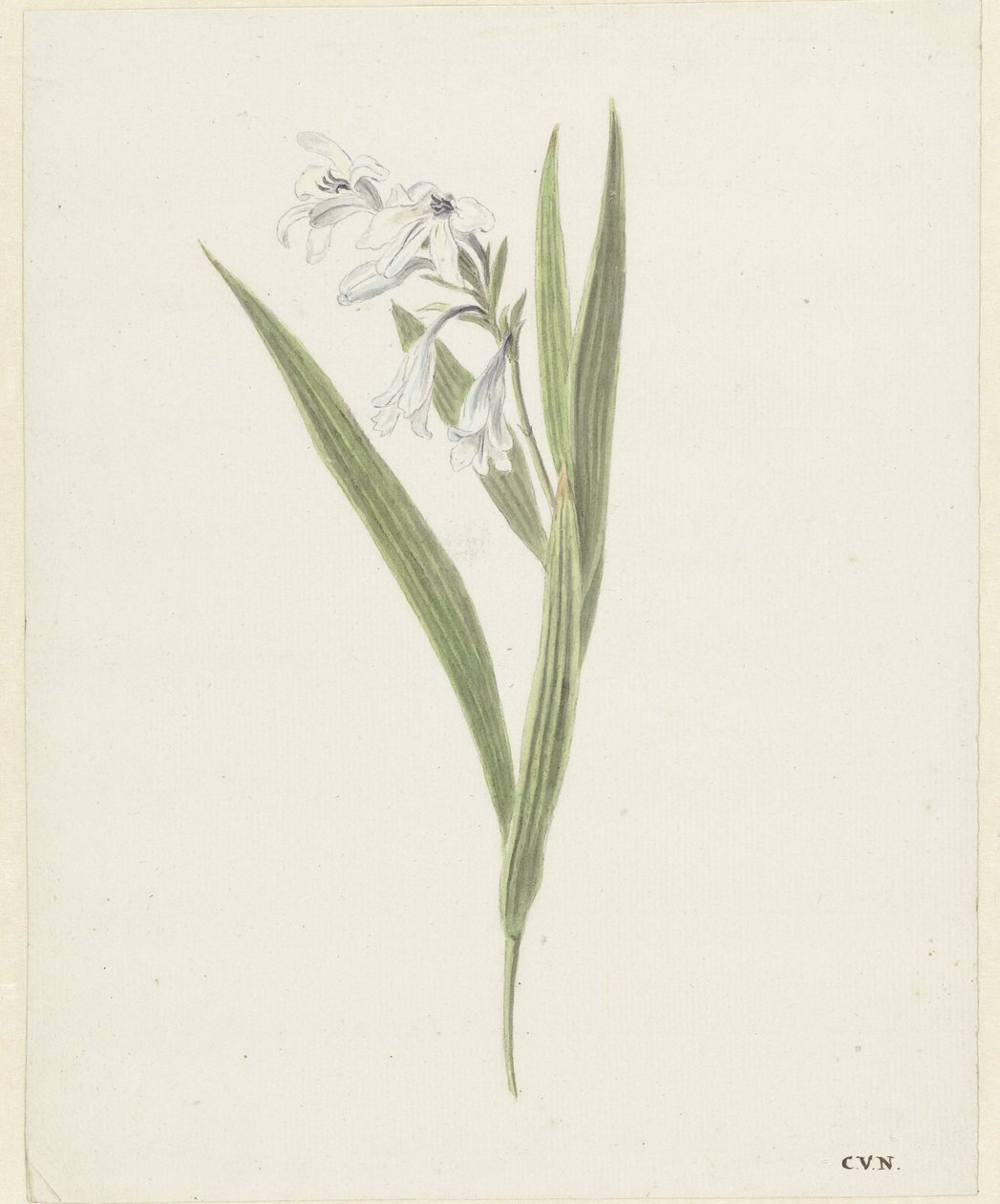 Fresia od Cornelis van Noorde