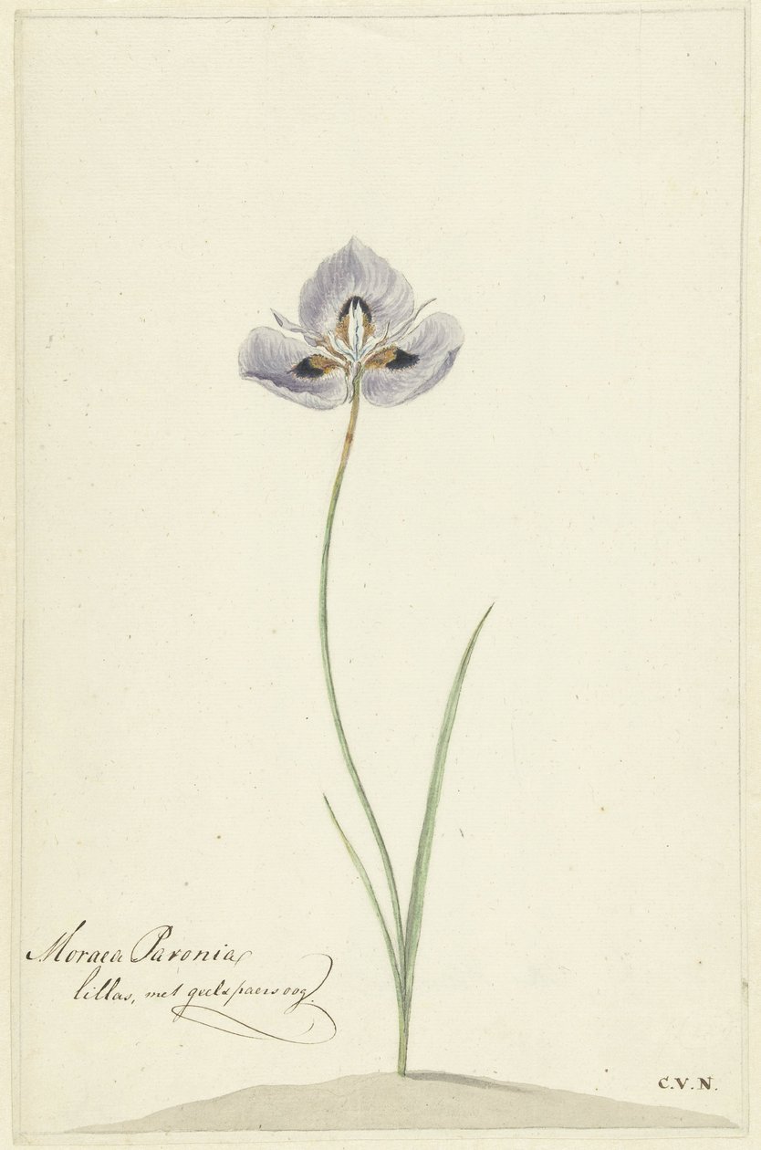 Duhovka od Cornelis van Noorde