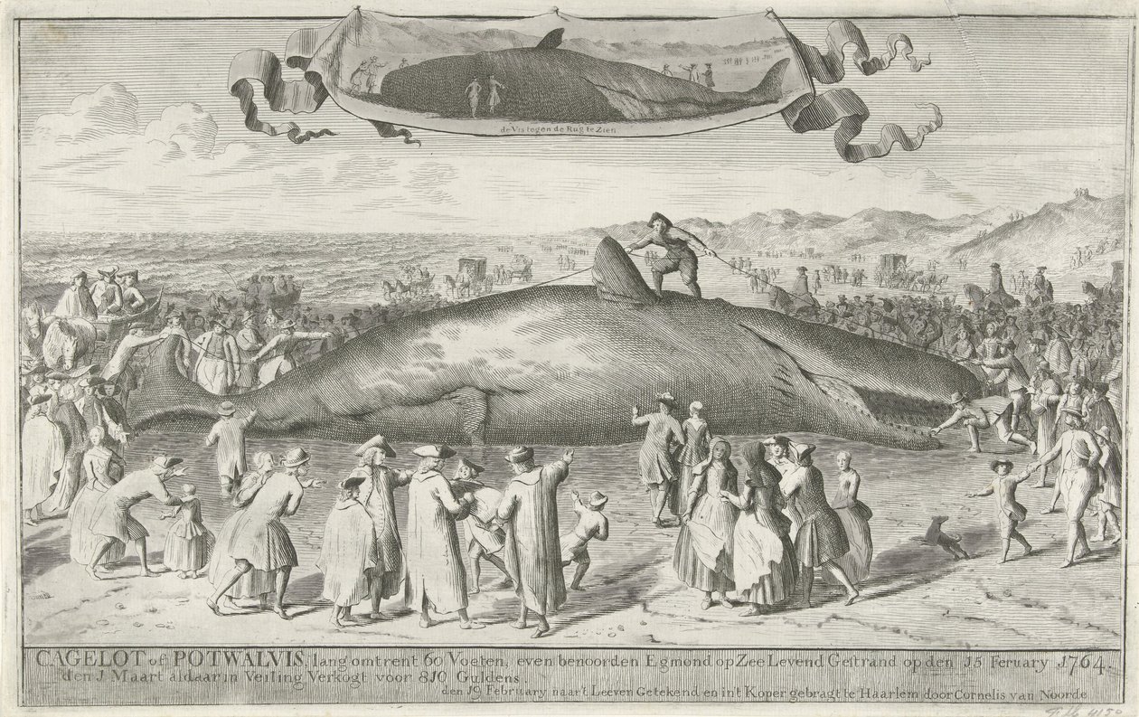 Potvis gestrand bij Egmond aan Zee, 1764 Cagelot of Potwalvis, lang omtrent 60 Voeten, even benoorden Egmond op Zee Levend Gestrand op den 15 Feruary 1764. den 1 Maart aldaar in Veiling Verkogt voor 810 Guldens (title on object)   1357432   cs       czech  od Cornelis van Noorde