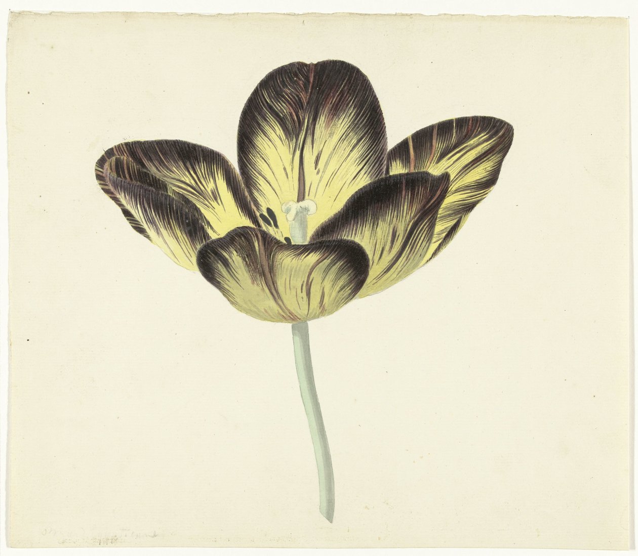 Tulipán s názvem Bizard Egyptienne od Cornelis van Noorde