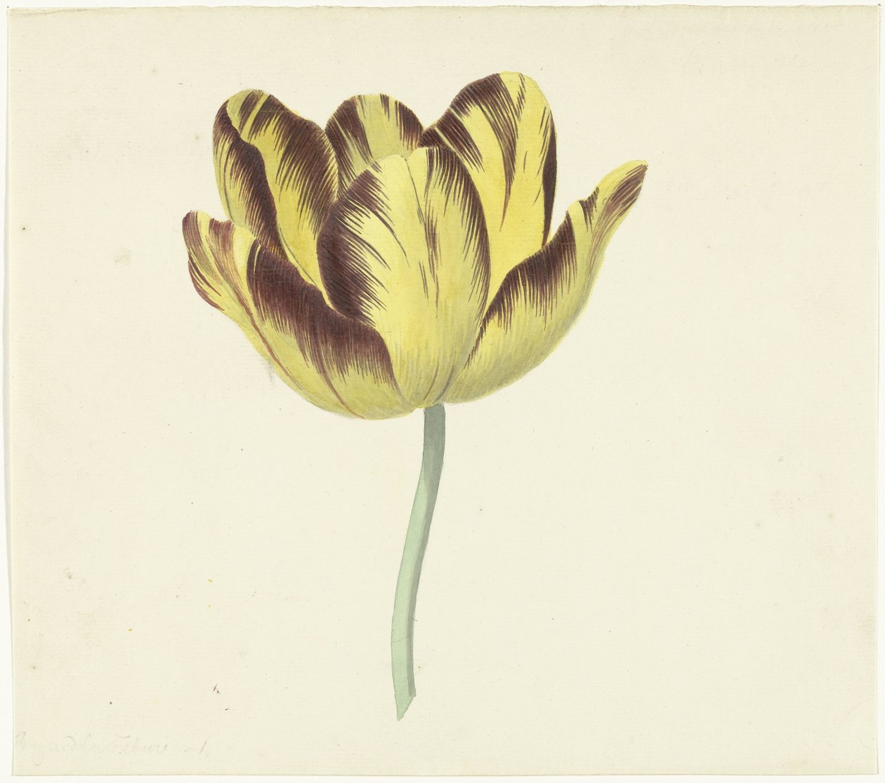 Tulip s názvem Bizard Le Febure No. 1 od Cornelis van Noorde