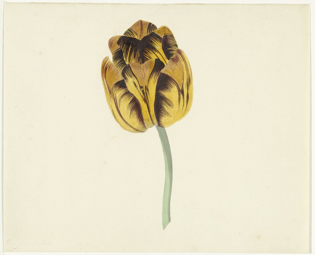 Tulip s názvem Bizard Leodie od Cornelis van Noorde