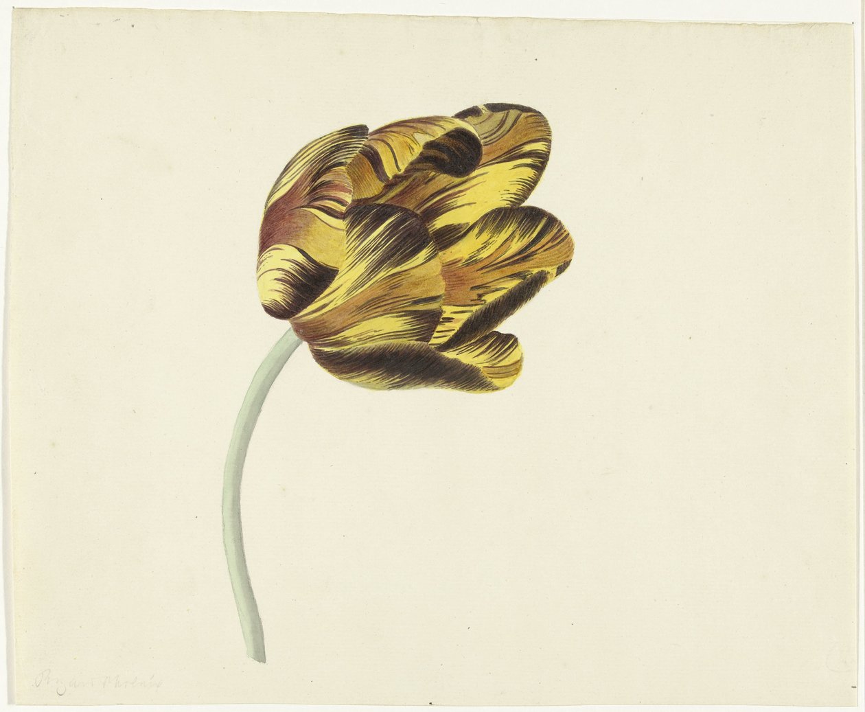 Tulipán jménem Bizard Phoenix od Cornelis van Noorde