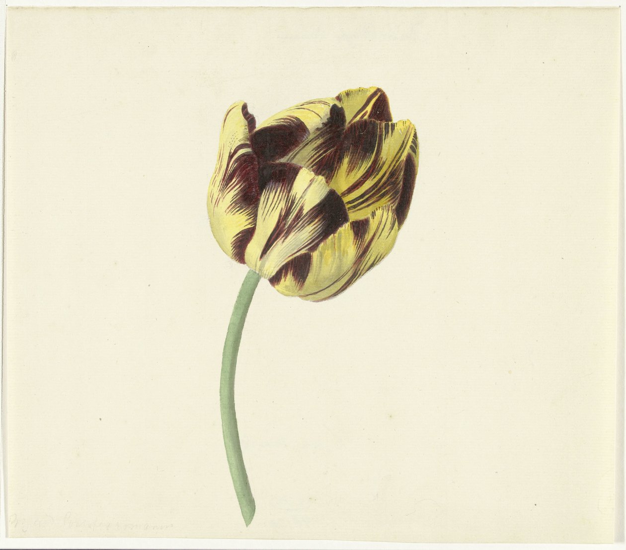 Tulp nazval Bizarda římským pontifikem od Cornelis van Noorde