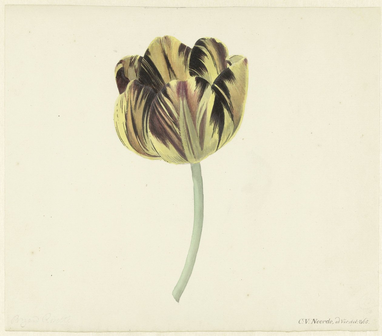 Tulipán s názvem Bizard Rosette od Cornelis van Noorde