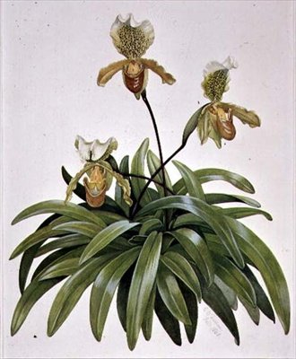 PD.412-1973 Orchidej střevíčníků z Nepálu (Paphiopedilum insigne) od Cornelius B. Durham