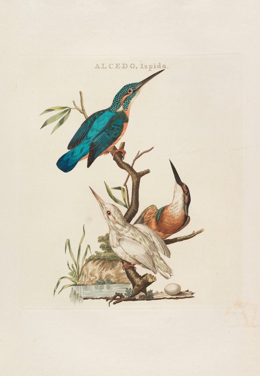 Holandští ptáci: Podle jejich domácnosti, Aert a charakteristiky, 1770-1829. od Cornelius Nozeman