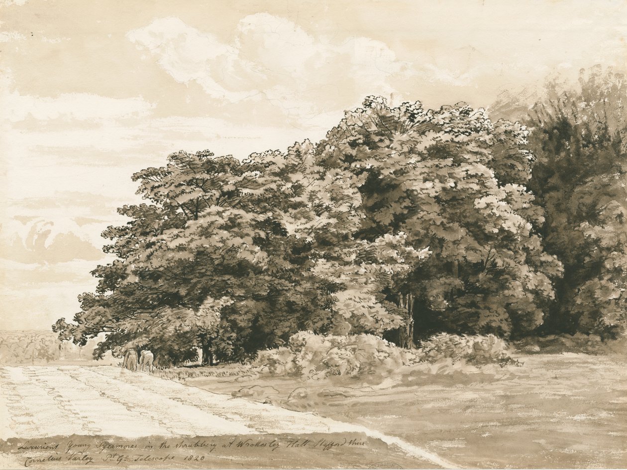 Wrottesley Hall - The Shrubbery: Sépiová kresba, 1820 od Cornelius Varley
