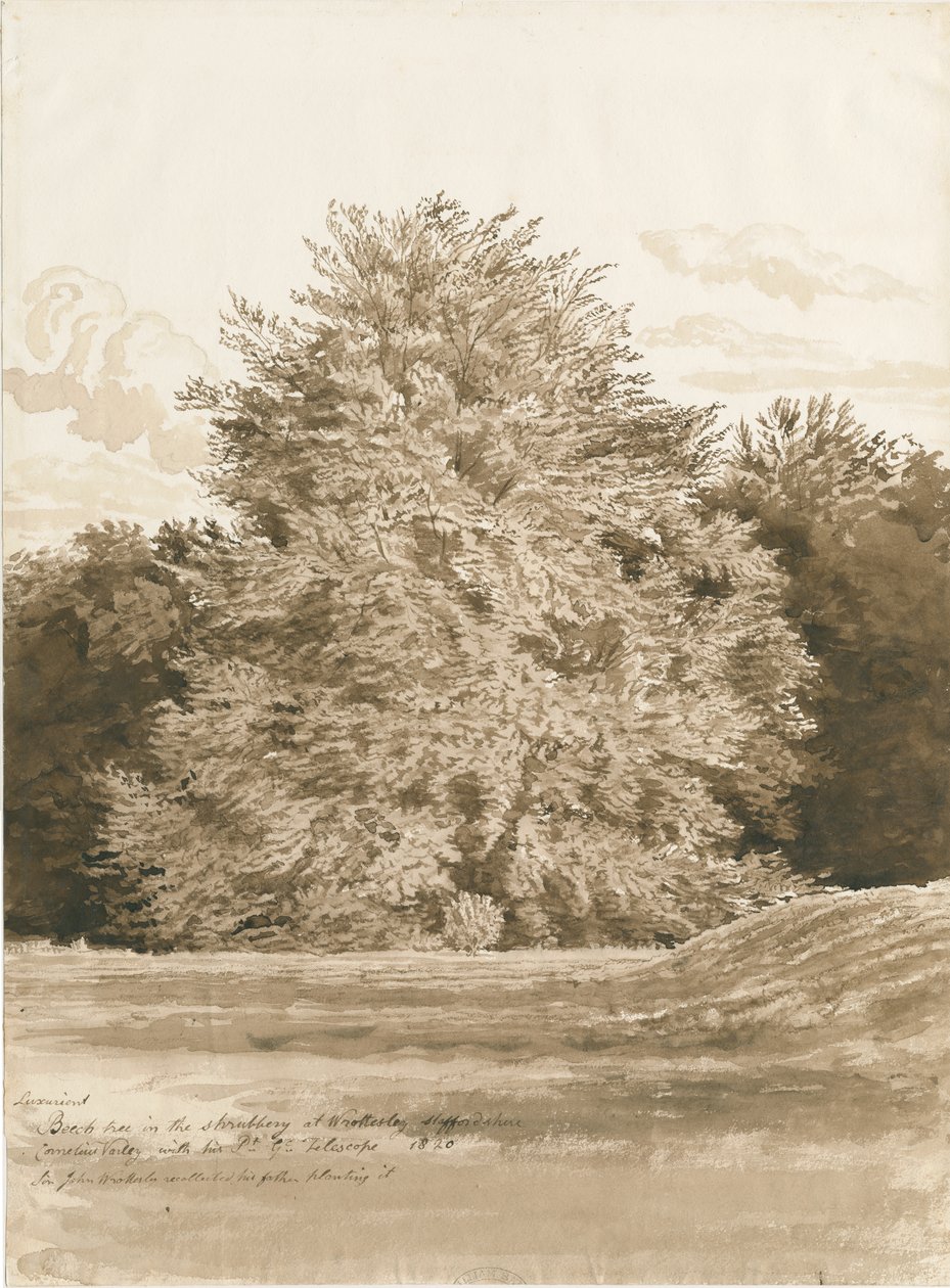 Wrottesley Hall - The Shrubbery: Sépiová kresba, 1820 od Cornelius Varley