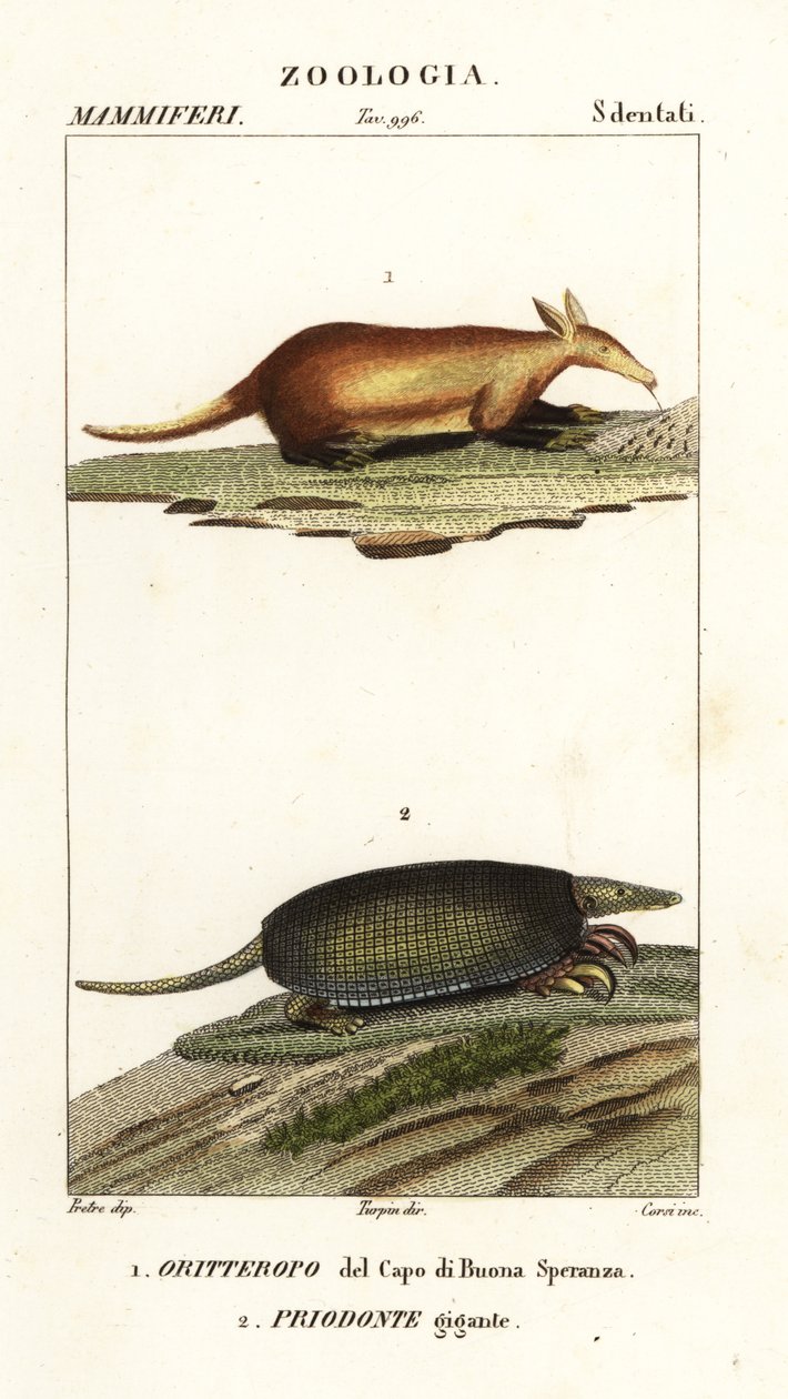 Aardvark a obří pásovec od Corsi Corsi