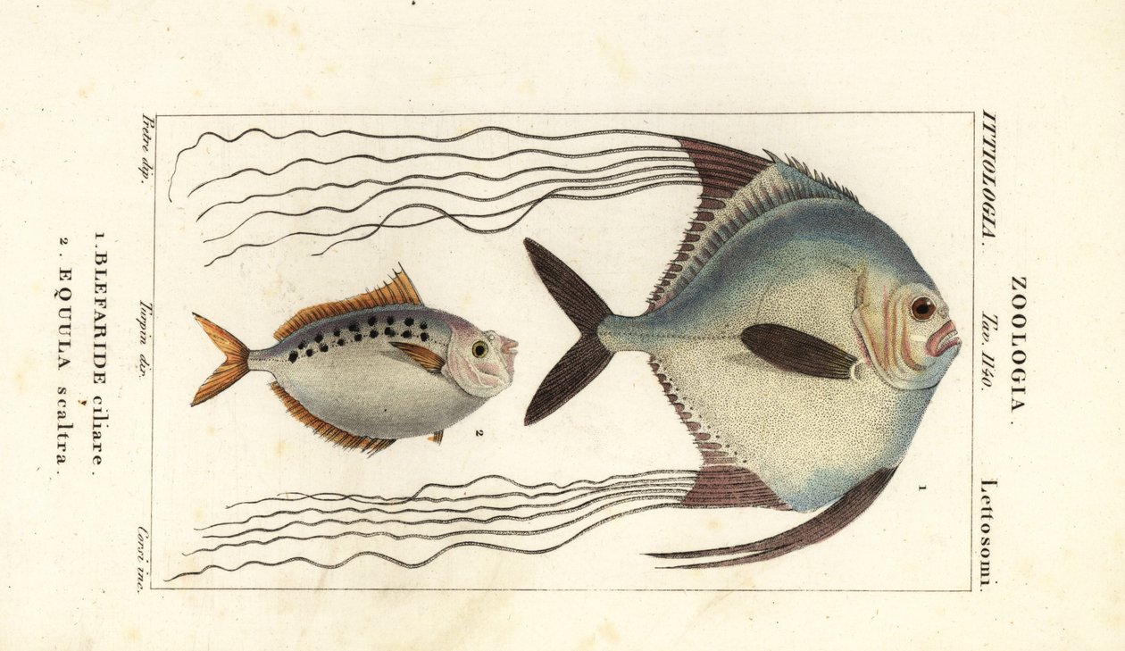 Pompano africké, Alectis ciliaris, Blepharis ciliaris, Blefaride ciliare 1 a ponyfish, Poulain ruse, Leiognathus equulus 2 od Corsi Corsi