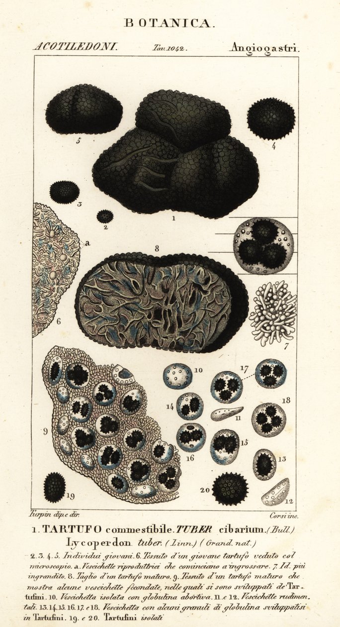 Černý lanýž, Tuber melanosporum (hlíza potravinářská, lanýž jedlý, hlíza Lycoperdon) od Corsi Corsi