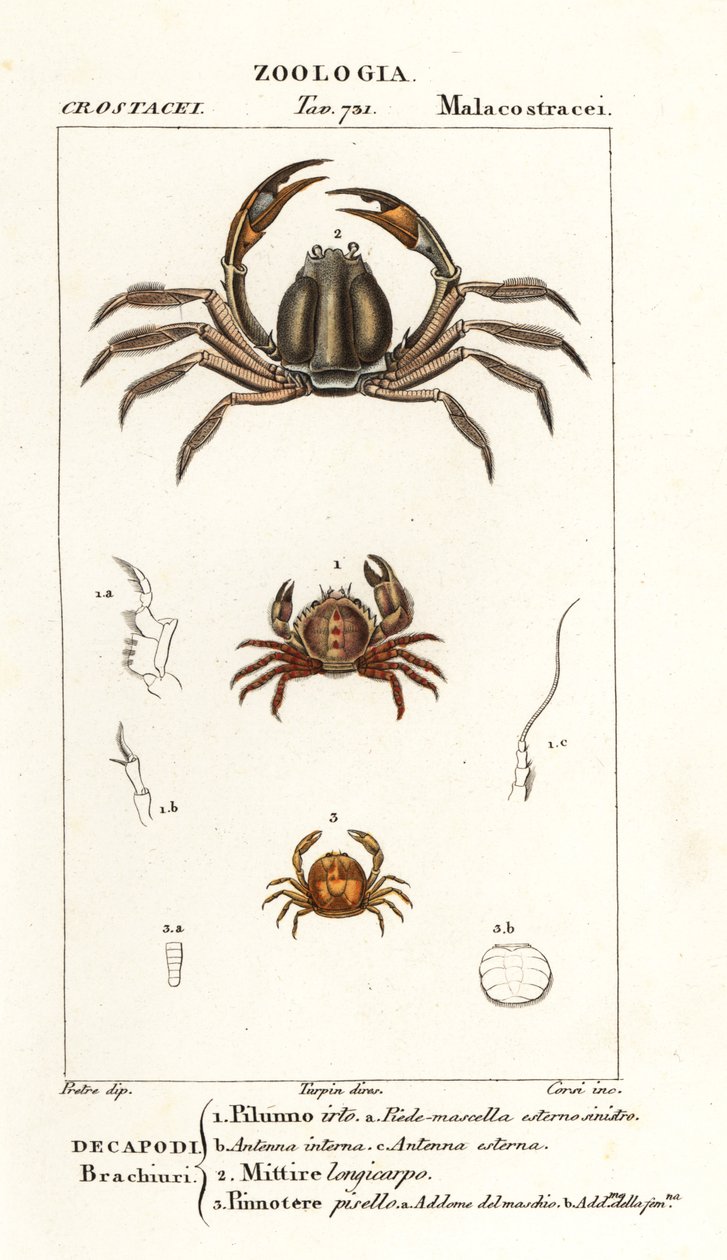 Krab štětinový, Pilumnus hirtellus 1, krab světle modrý, Mictyris longicarpus 2, krab hrachový, Pinnotheres pisum 3 od Corsi Corsi