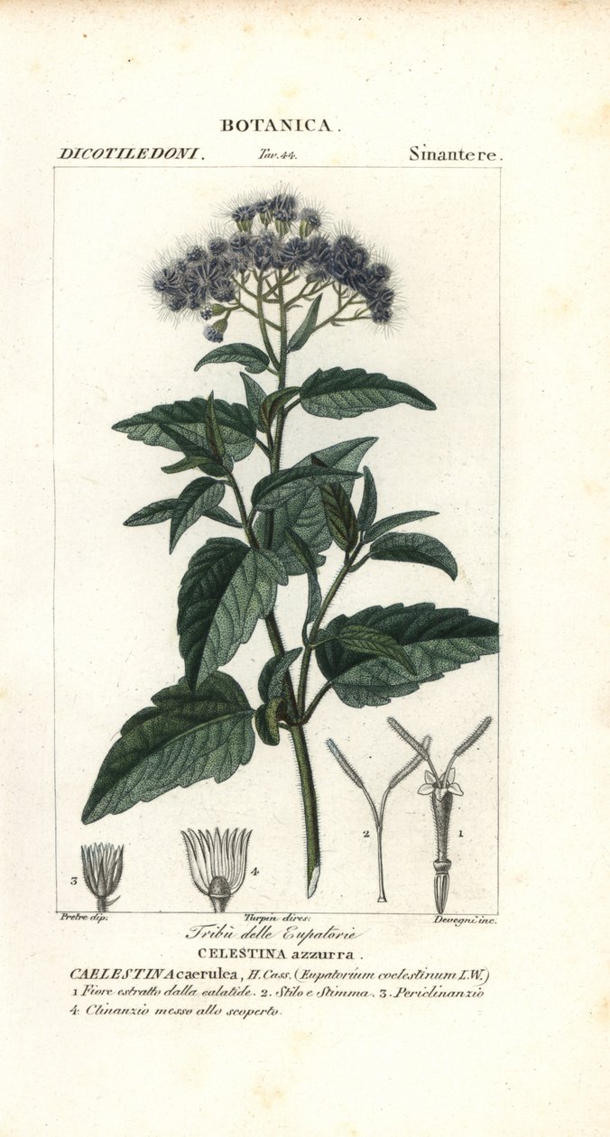 Motýlí mlha, Ageratum corymbosum od Corsi Corsi