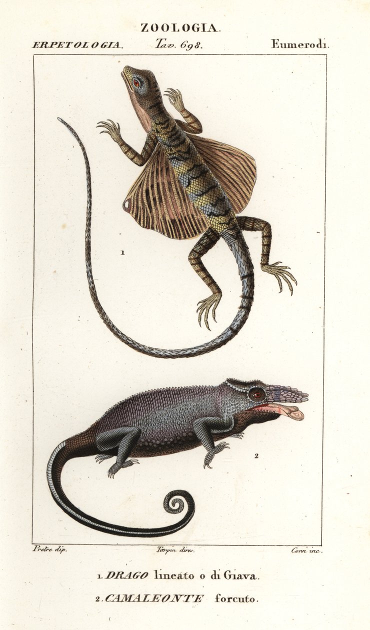 Common flying dragon and two-horned chameleon   1412020   cs       czech Successfully Translated  Original: Arashi Rikan als Miyamoto Musashi Translat: Arashi Rikan als Miyamoto Musashi 1381609 cs czech Successfully Translated Original: Jonge man met hoed  od Corsi Corsi