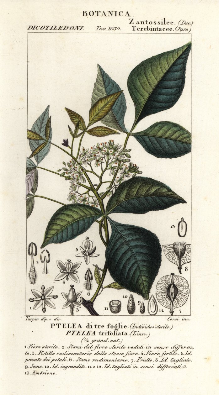Chmel obecný, Ptelea trifoliata, Ptelea třílistá od Corsi Corsi