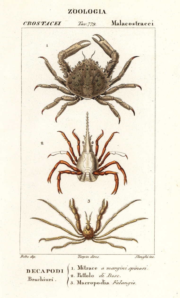 Korálový krab, šípový krab a Leachův krab od Corsi Corsi