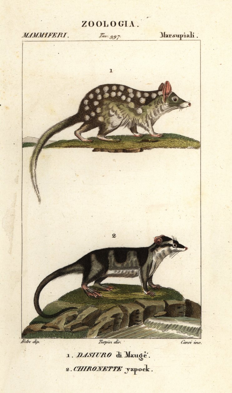 Východní quoll a vodní vačice od Corsi Corsi