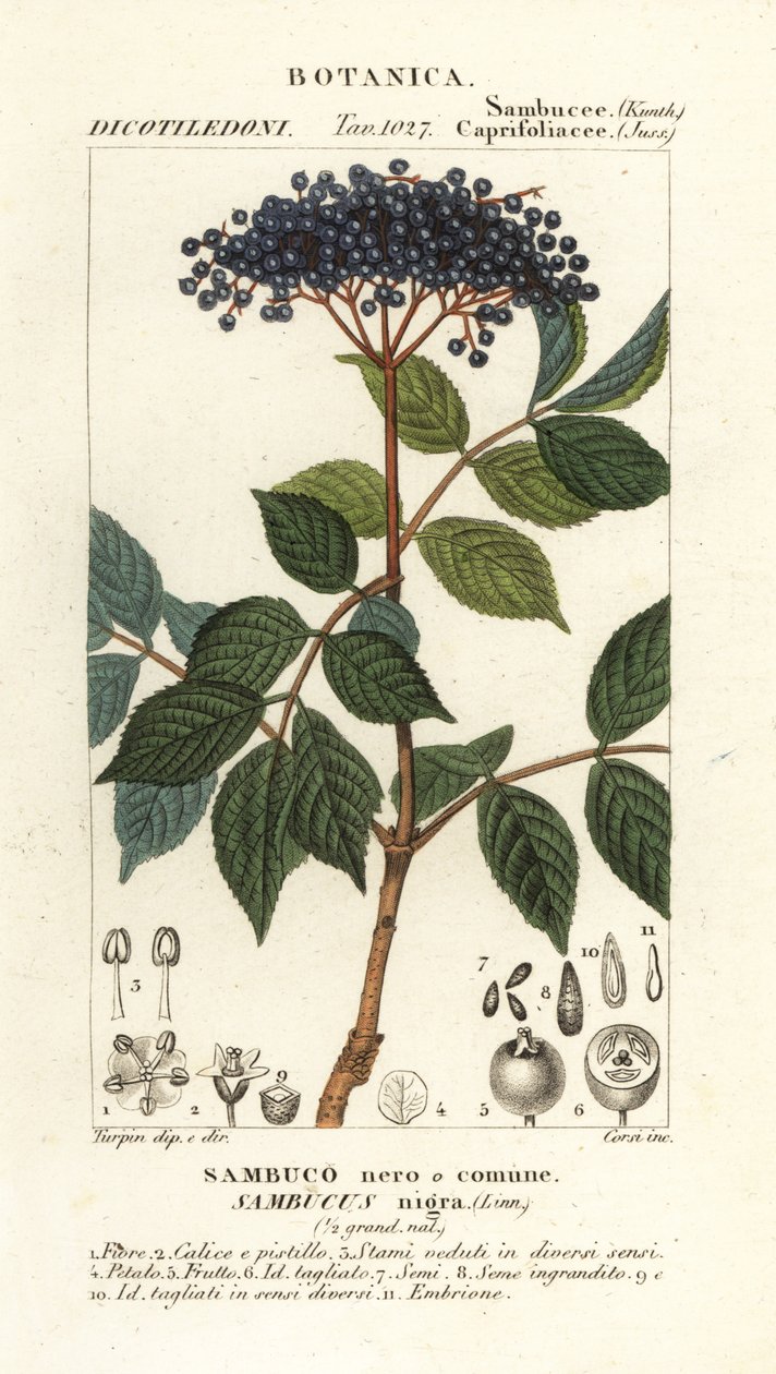 Bez černý evropský, Sambucus nigra, černý nebo obyčejný bez od Corsi Corsi