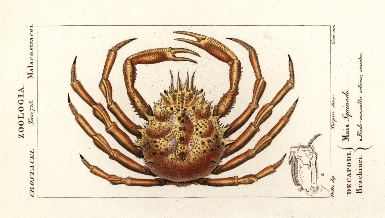 Evropský pavoučí krab, Maja squinado od Corsi Corsi