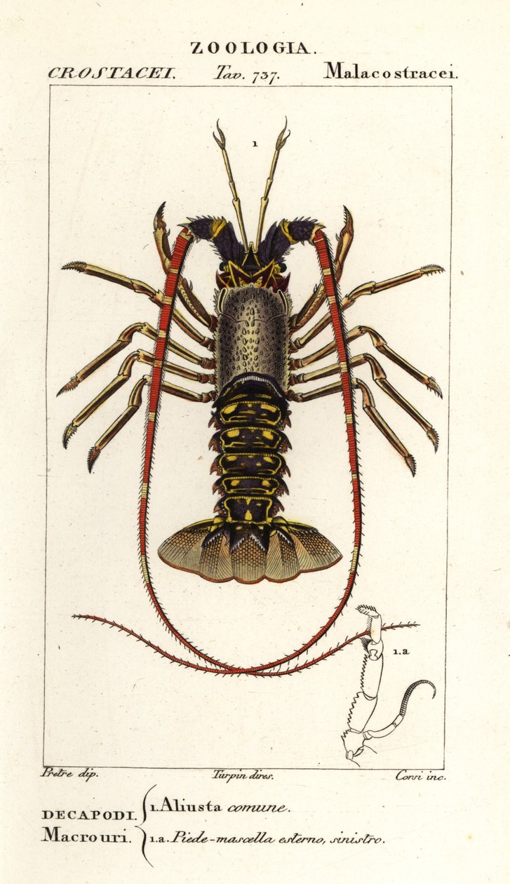Humr evropský, Palinurus elephas od Corsi Corsi
