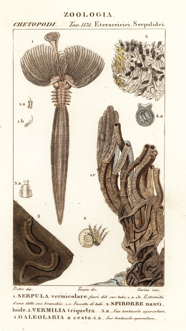 Vějířovitý červ, Serpula vermicularis 1, červ mnohoštětinatý, Spirobis corrugatus 2, prstencový červ, Spirobranchus triqueter 3 a Galeolaria caespitosa 4 od Corsi Corsi