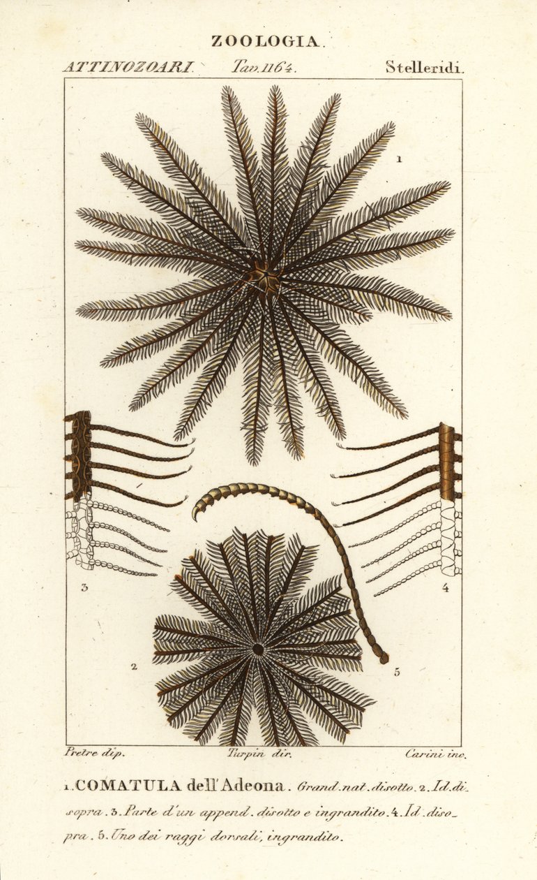 Feather star crinoid, Oligometrides adeonae, Comatula adeonae, Comatula dellAdeona   1402082   cs       czech Successfully Translated  Original: Viterbo Translat: Viterbo 1227531 cs czech Successfully Translated Original: Allegorische voorstelling van de  od Corsi Corsi