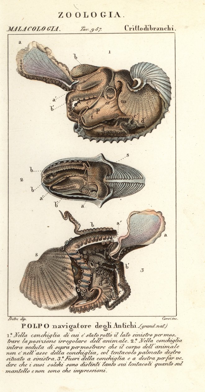 Chobotnice argonauta větší, Argonauta argo od Corsi Corsi