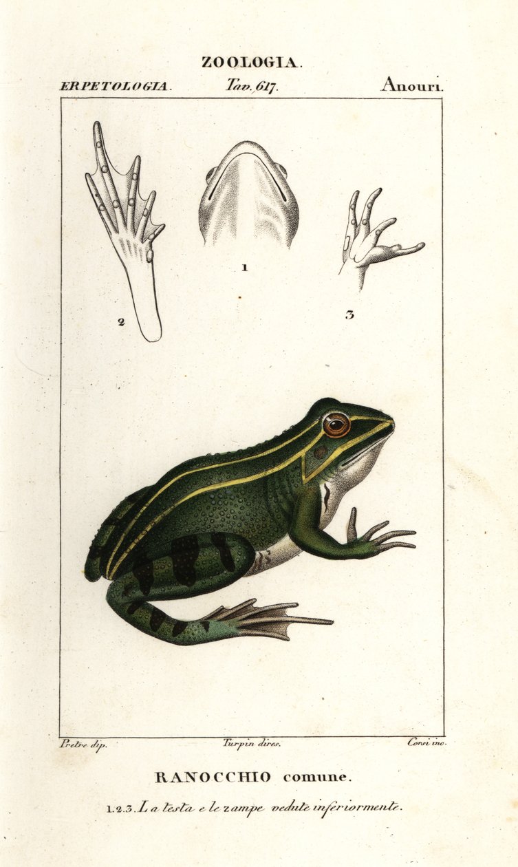 Zelená žába, Pelophylax kl esculentus od Corsi Corsi