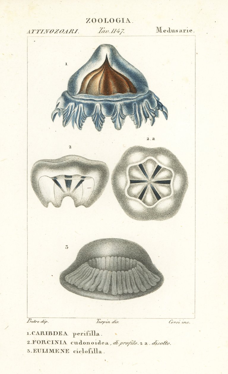 Medúza přilbová, Periphylla periphylla 1, Phorcynia cudonoidea 2 a Eulimene ciclophylla 3 od Corsi Corsi