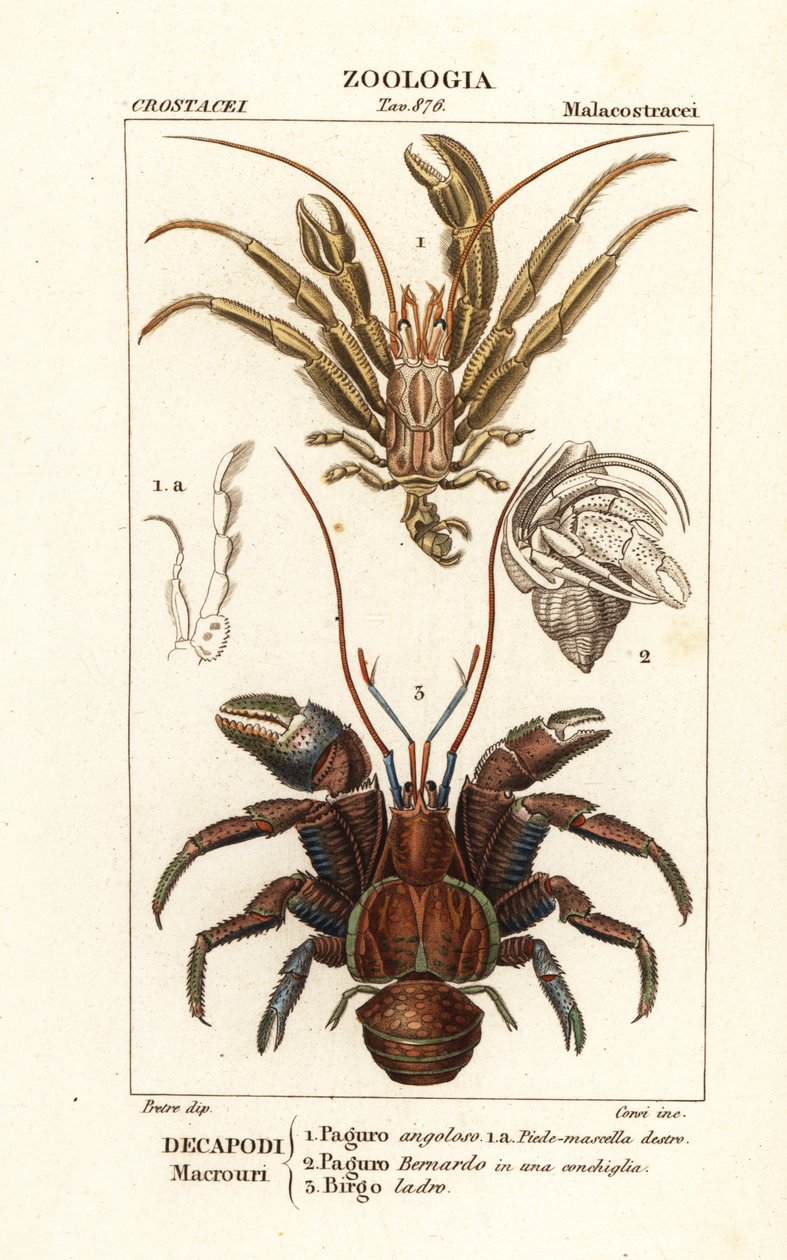 Krabi poustevníci a kokosový krab od Corsi Corsi