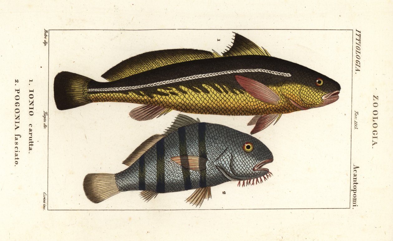 Karut croaker, Johnius carutta, Ionio carutta 1 a černý buben, Pogonias cromis, Pogonias fasciatus, Pogonia fasciato 2 od Corsi Corsi