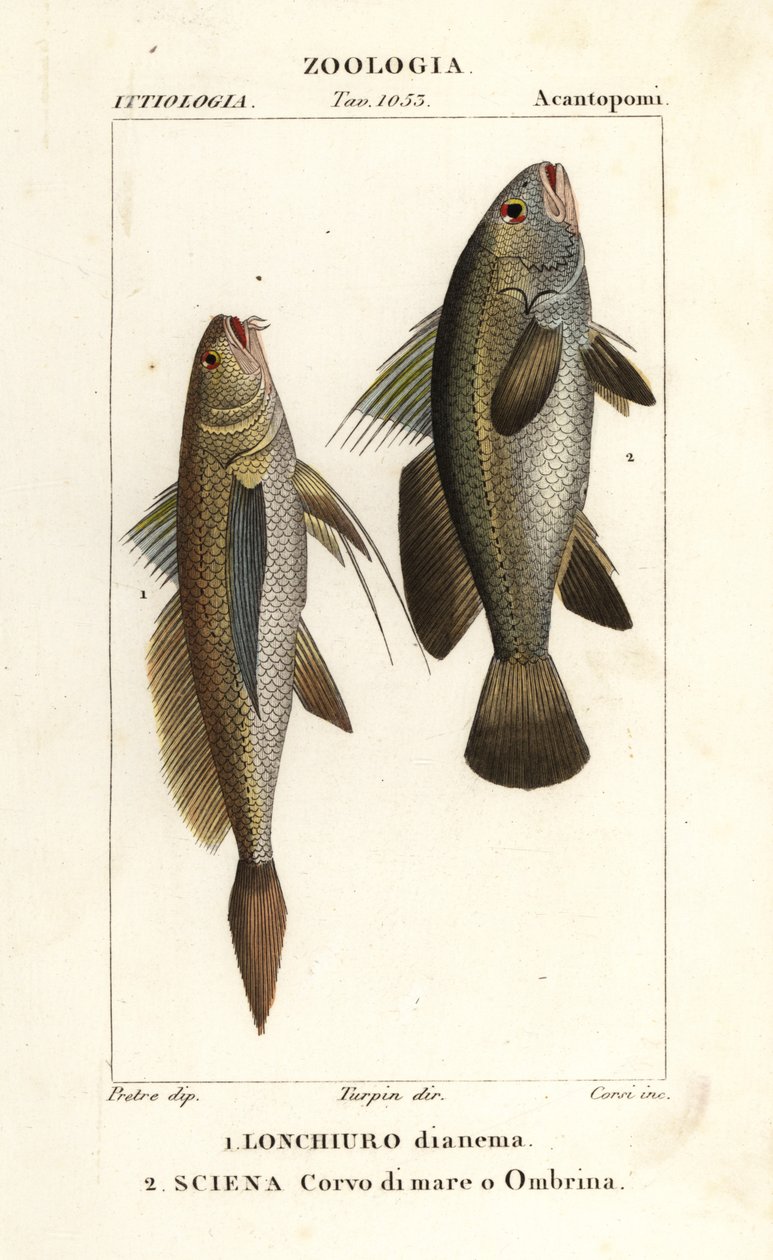 chřástal dlouhoocasý, Lonchurus lanceolatus 1 a řídký, chřástal, kamenný okoun, stínka, Argyrosomus regius 2 od Corsi Corsi