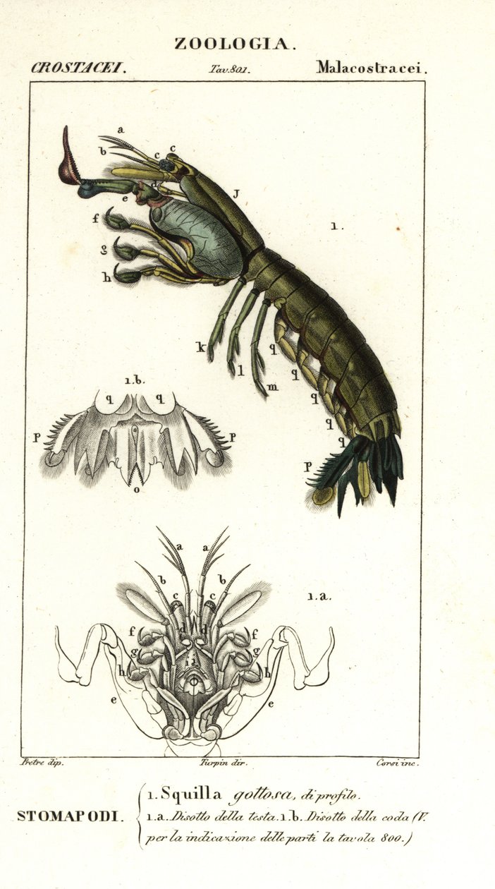 Kreveta kudlanka, Gonodactylus chiragra od Corsi Corsi