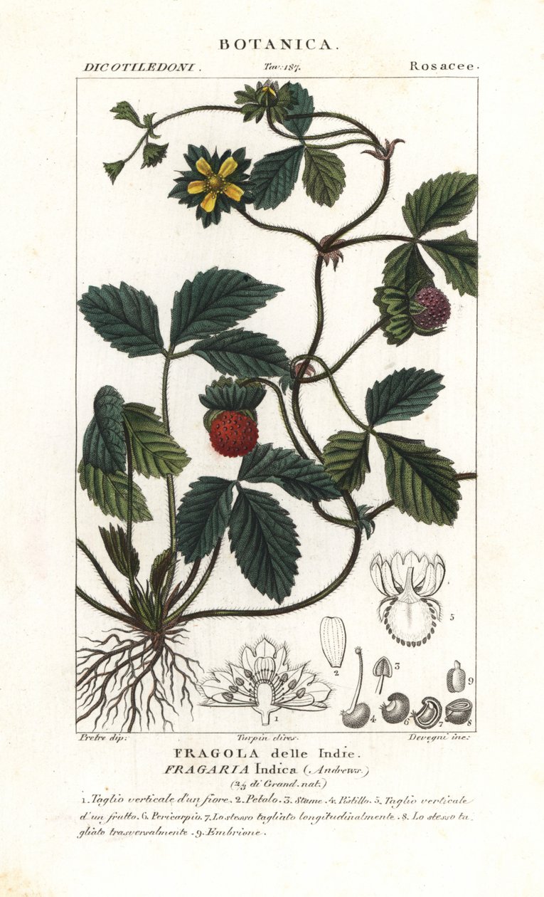 Falešná jahoda, Potentilla indica od Corsi Corsi