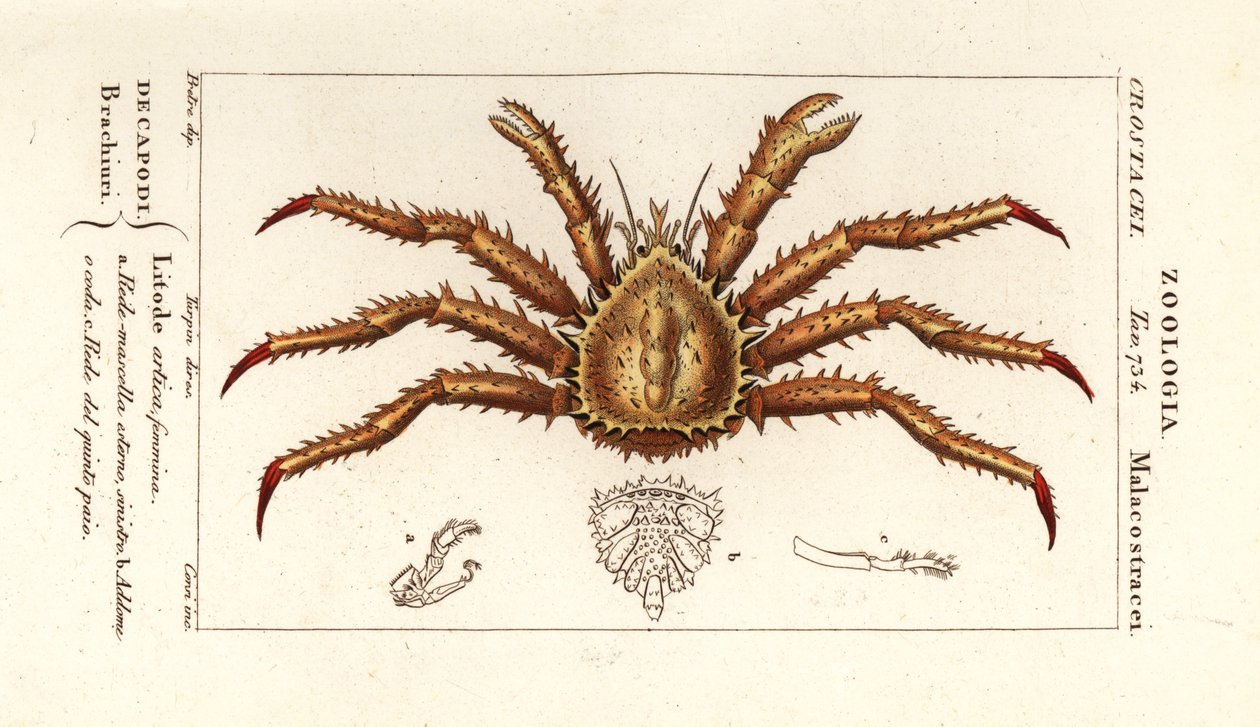 Norský královský krab, Lithodes maja od Corsi Corsi
