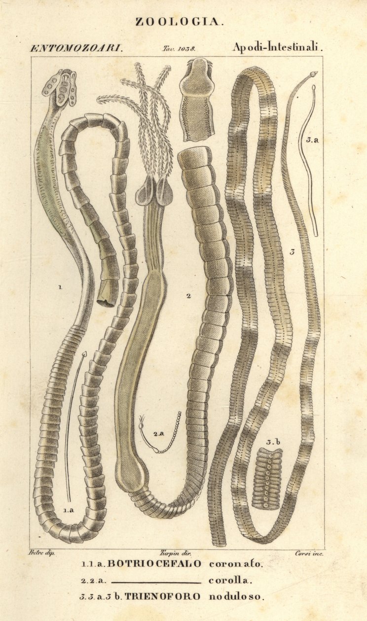 Parazitičtí červi a tasemnice, Bothriocephalus coronatus 1, Bothriocephalus corolla 2, a tasemnice štiková, Triaenophorus nodulosus 3 od Corsi Corsi
