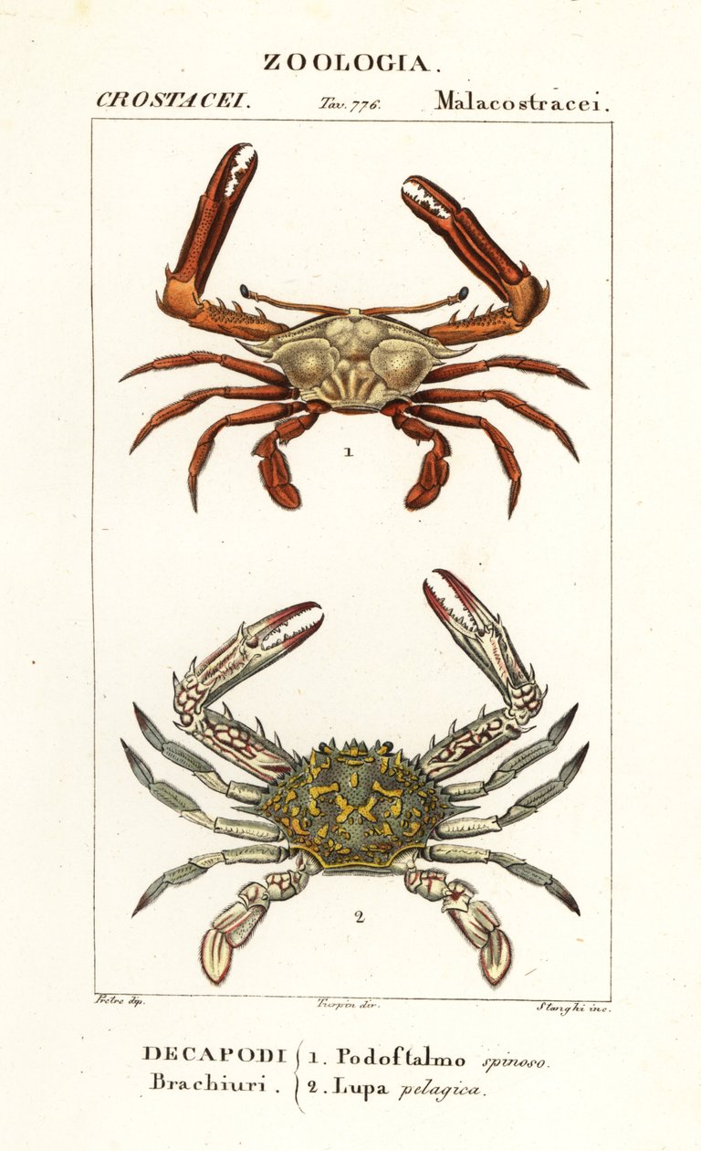 Periskopový krab a květinový krab od Corsi Corsi
